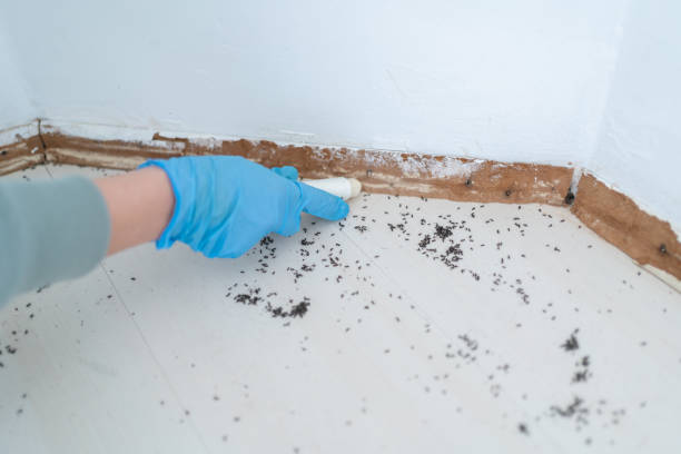 Professional Pest control in Safford, AZ